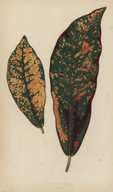 Croton Pictum - English School