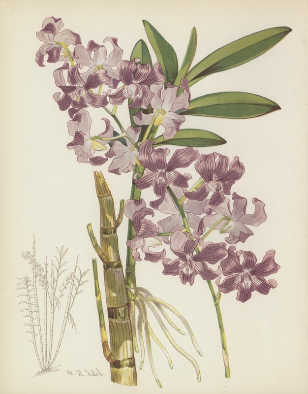 Dendrobium Superbiens - English School