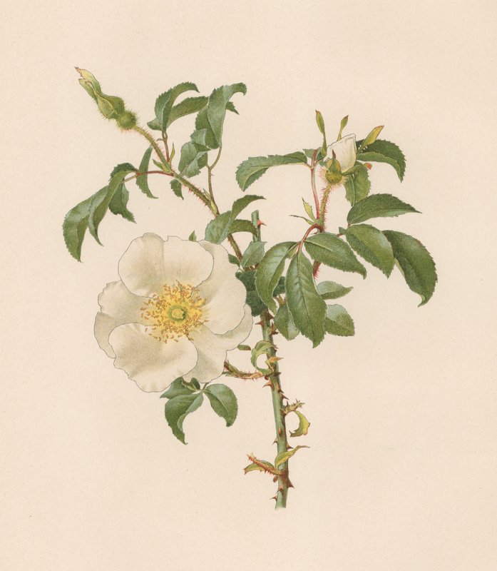 Rose anglaise - English School