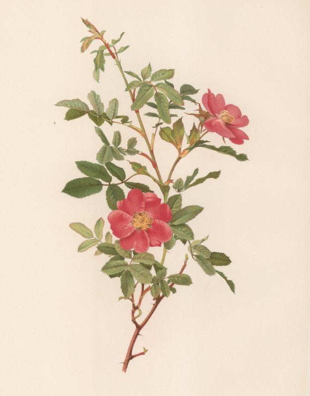 Rose anglaise - English School