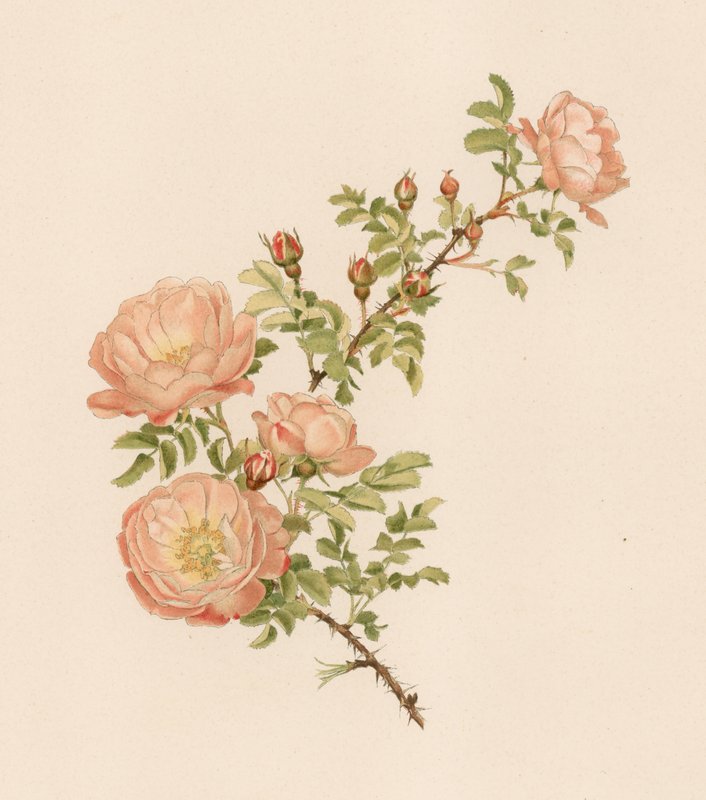 Rose anglaise - English School