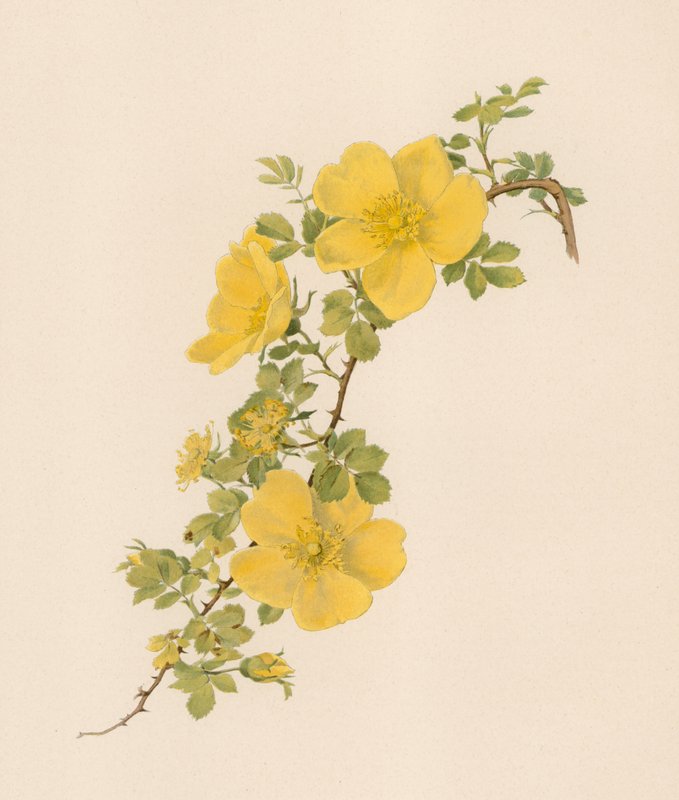 Rose anglaise - English School