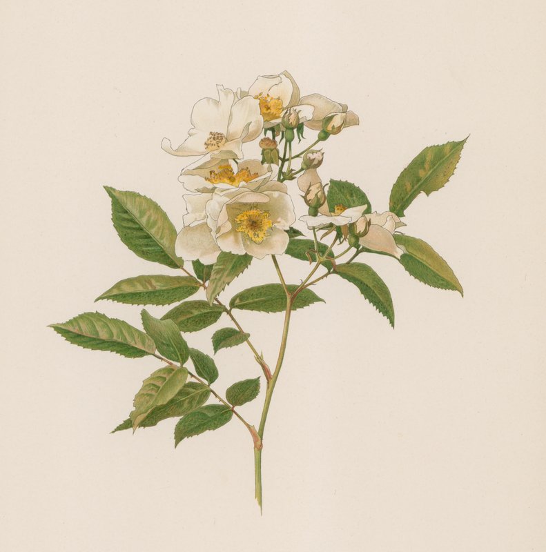 Rose anglaise - English School