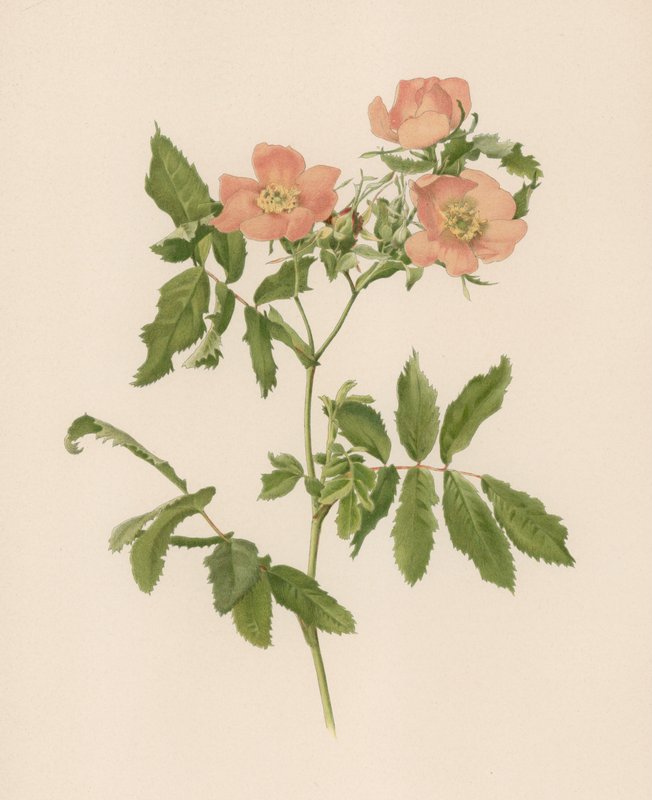 Rose anglaise - English School
