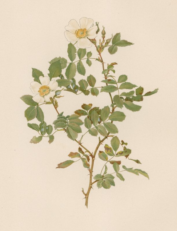 Rose anglaise - English School