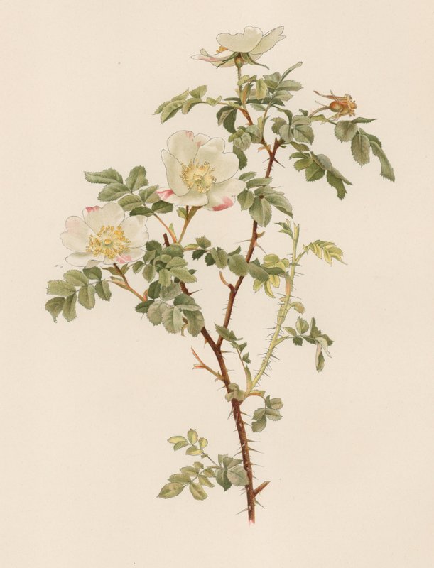 Rose anglaise - English School