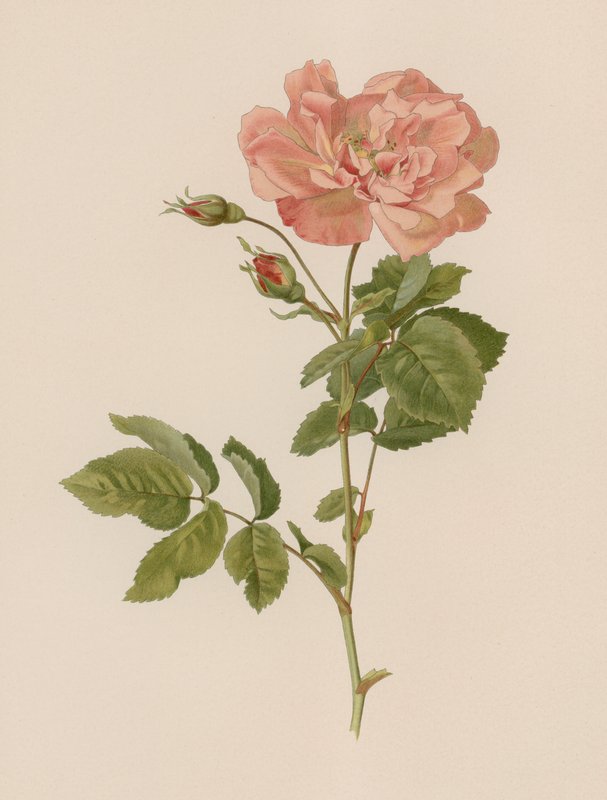 Rose anglaise - English School