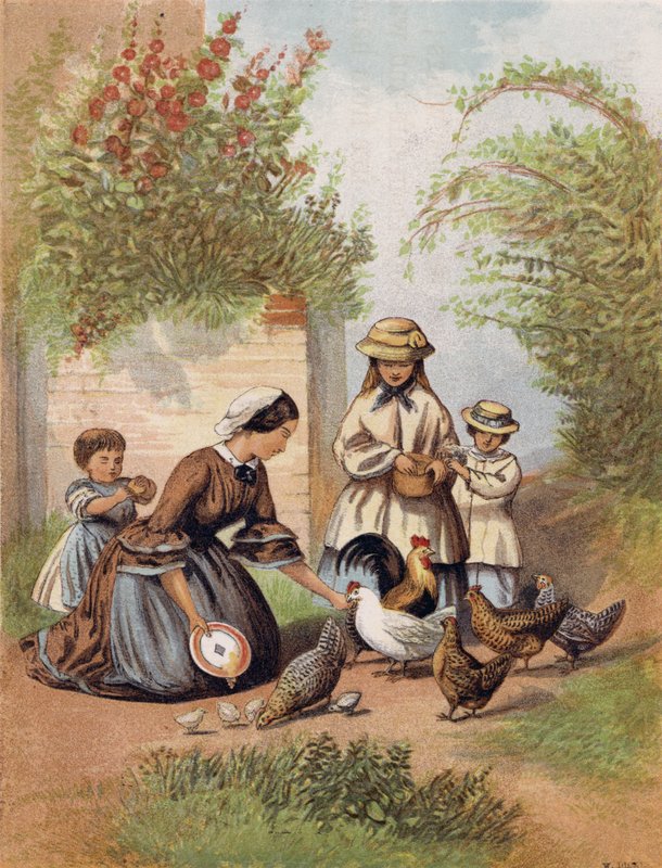Nourrir les poules - English School