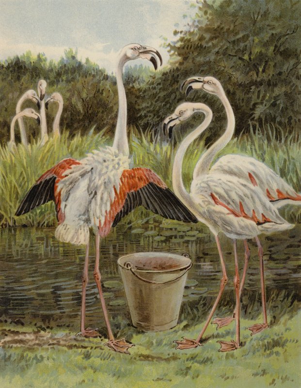 Flamants roses se nourrissant - English School