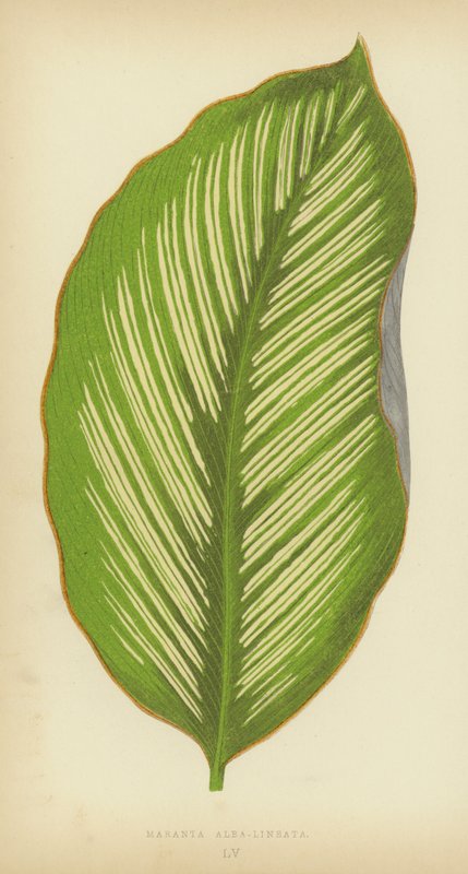 Maranta Alba-Lineata - English School