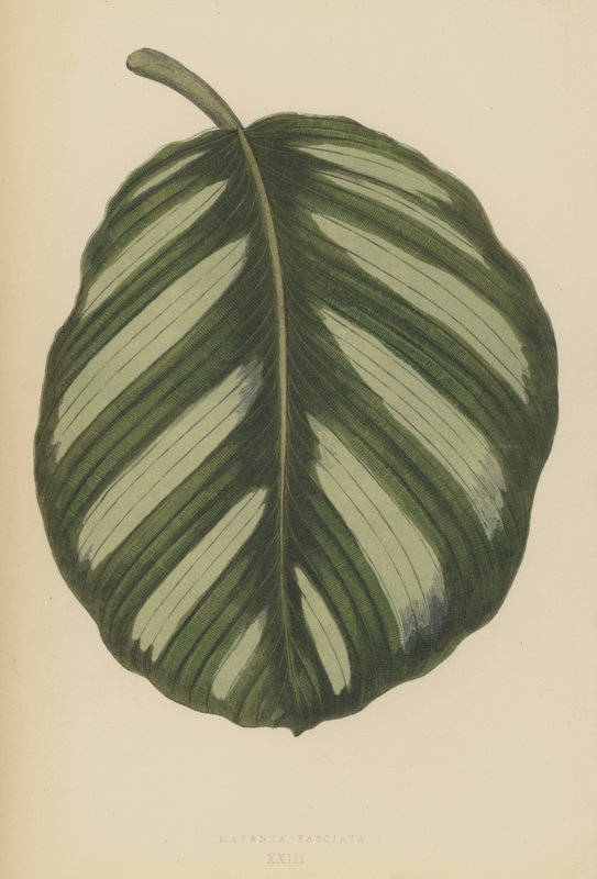Maranta Fasciata - English School