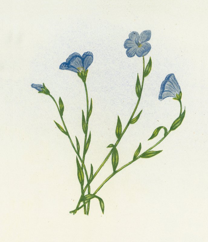 Lin à feuilles étroites, Linum Angustifolium - English School