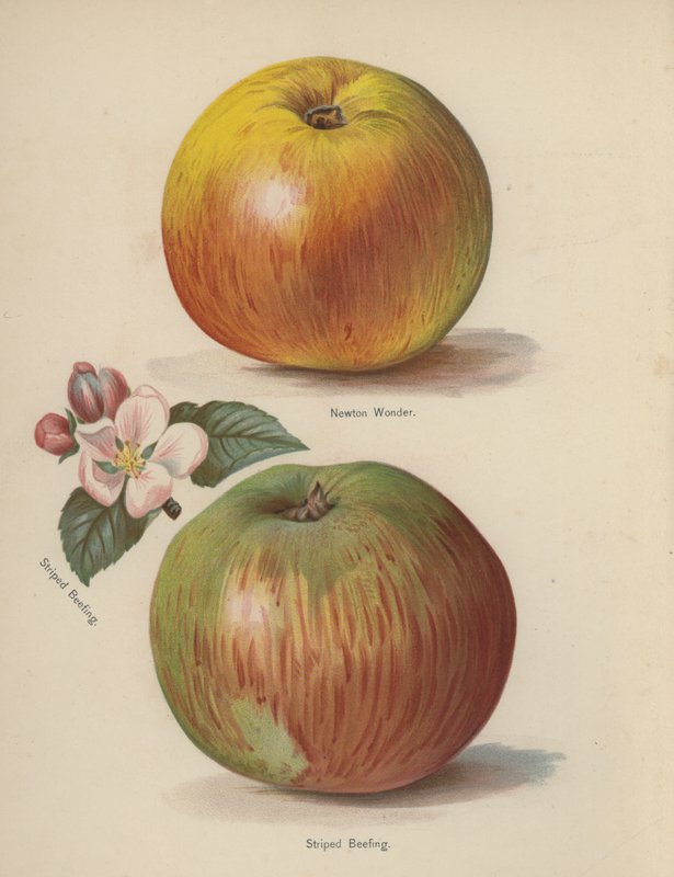 Newton Wonder, Striped Beefing - English School
