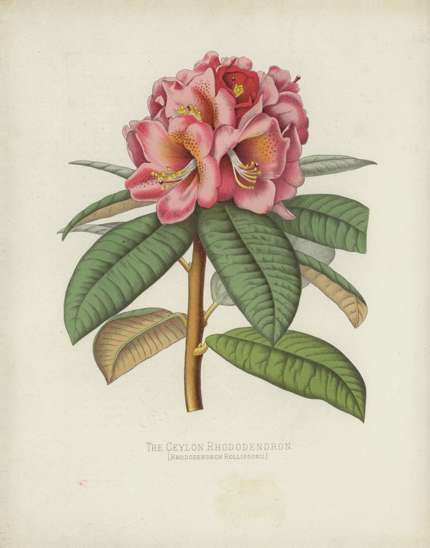 Le Rhododendron de Ceylan, Rhododendron Rollissonii - English School