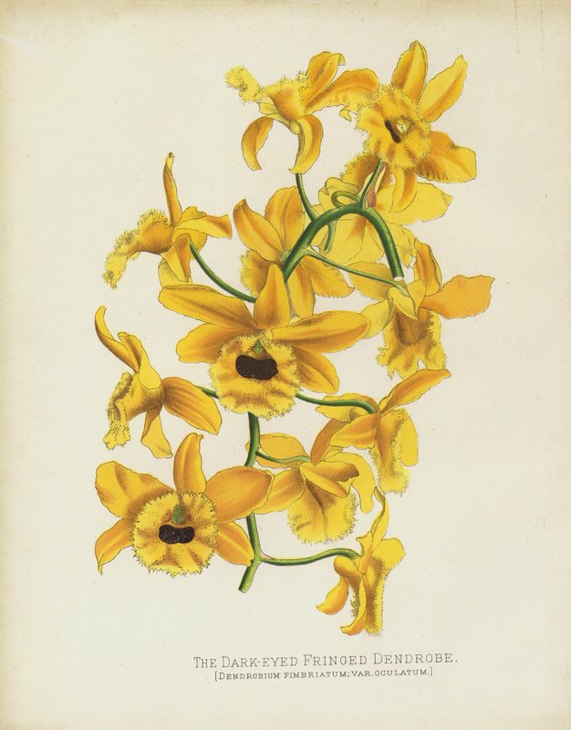 Le Dendrobe Frangé à Yeux Noirs, Dendrobium Fimbruatum; var Oculatum - English School
