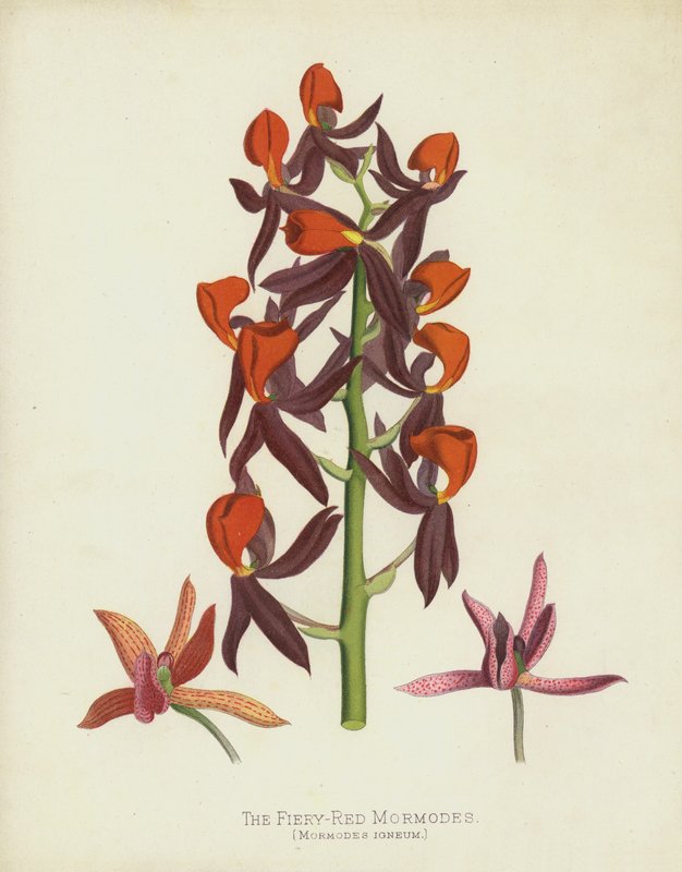 Le Mormodes Rouge Feu, Mormodes Igneum - English School