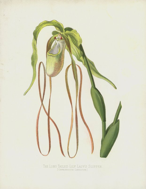Le sabot de Vénus à longue queue, Cypripedium Caudatum - English School