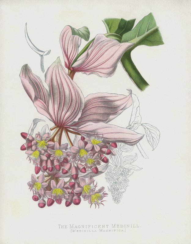 La Magnifique Médinille, Medinilla Magnifica - English School
