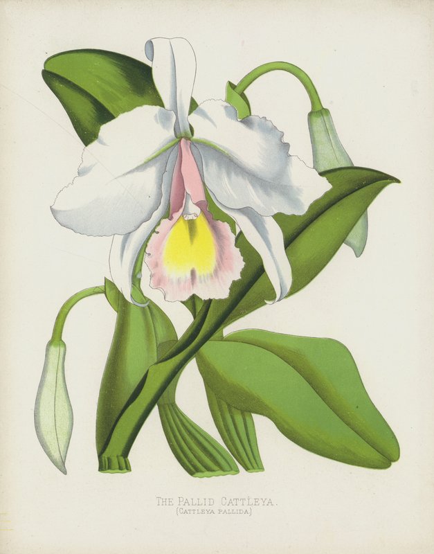 La Cattleya Pâle, Cattleya Pallida - English School