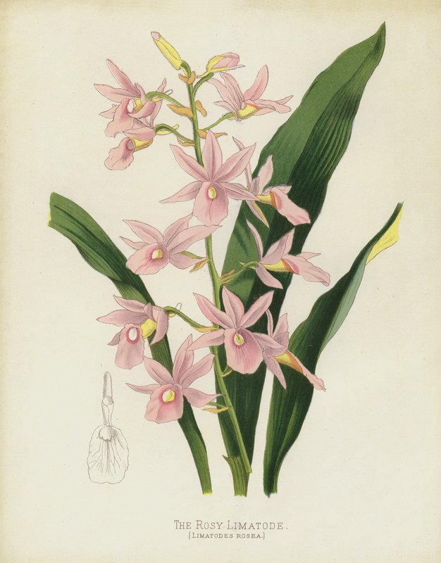 Le Limatode Rosé, Limatodes Rosea - English School