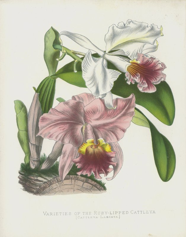 Variétés de Cattleya à lèvres rubis, Cattleya Labiata - English School