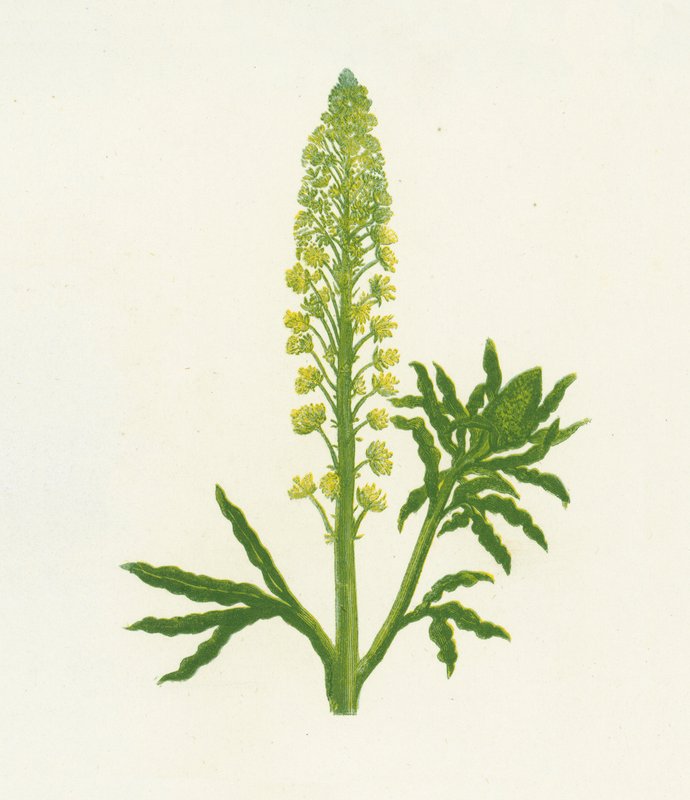 Réséda jaune, Reseda Lutea - English School