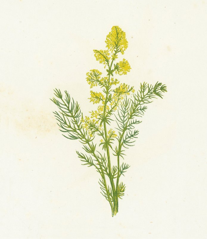 Gaillet jaune, Galium Verum - English School
