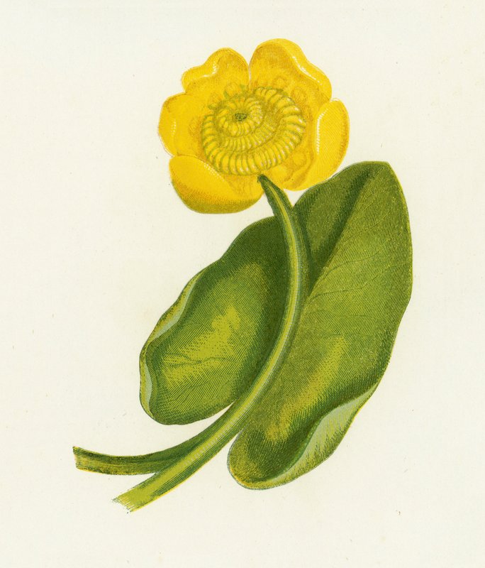Nénuphar jaune, Nuphar Lutea - English School