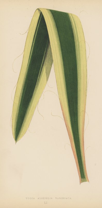 Yucca Aloifolia Variegata - English School