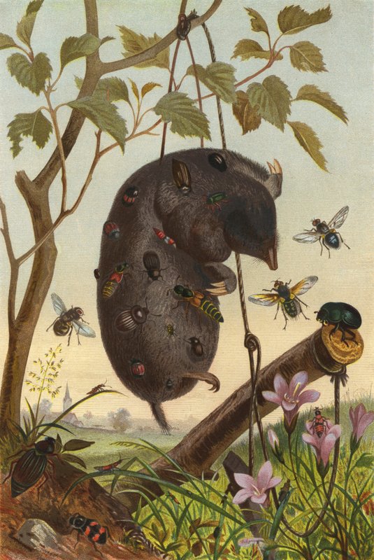 Insectes sur une taupe - European School