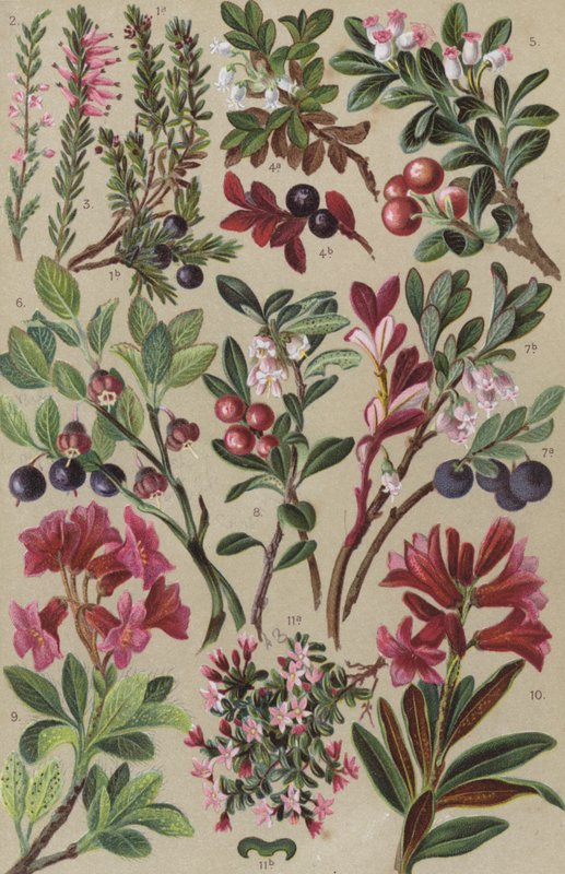 Flore alpine - European School