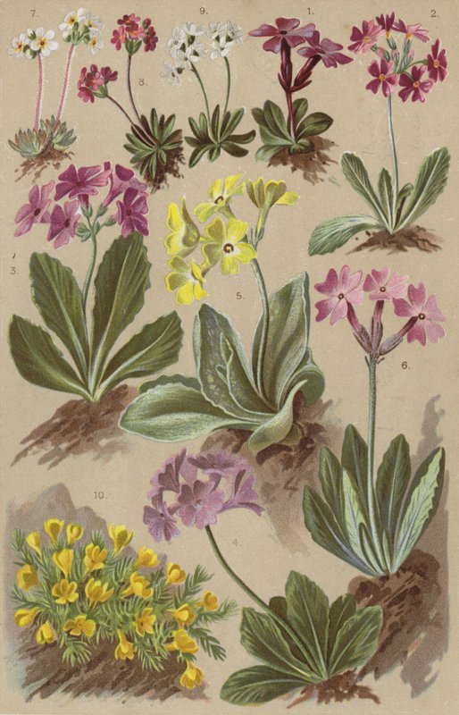 Flore alpine - European School