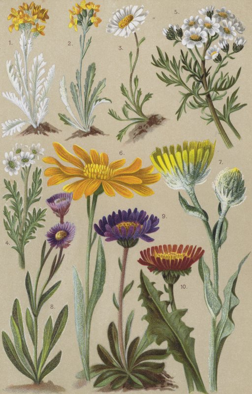 Flore alpine - European School