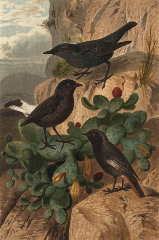 Merle bleu, Traquet de deuil et Rougequeue à front blanc - European School