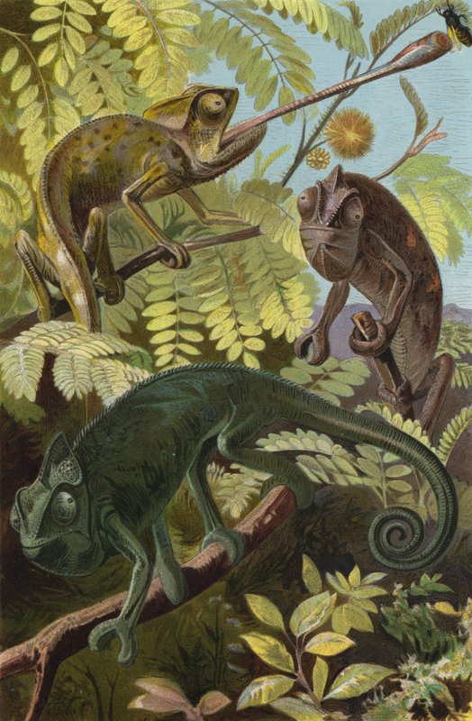 Caméléon - European School