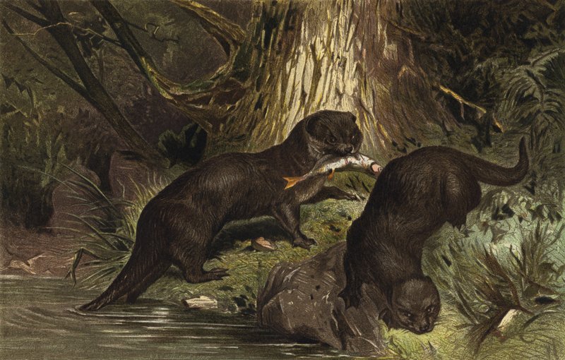 Loutre - European School