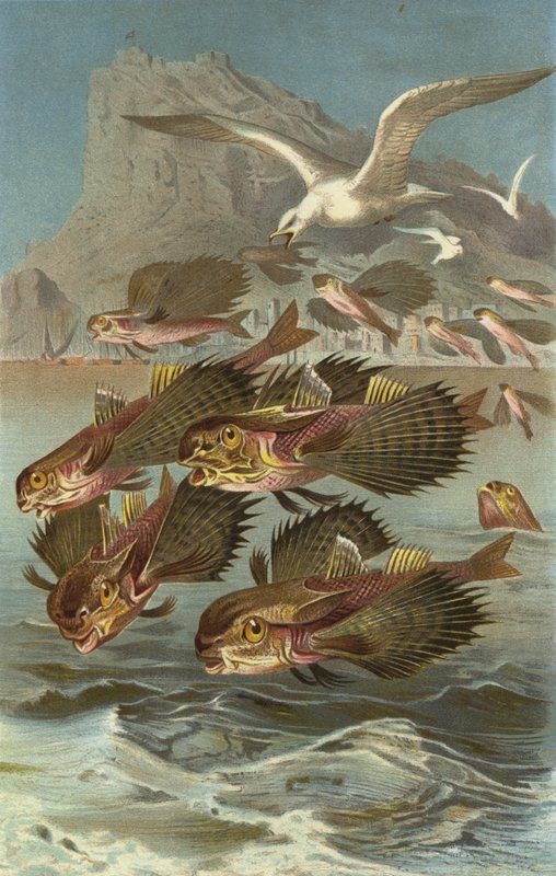 Coq de mer - European School