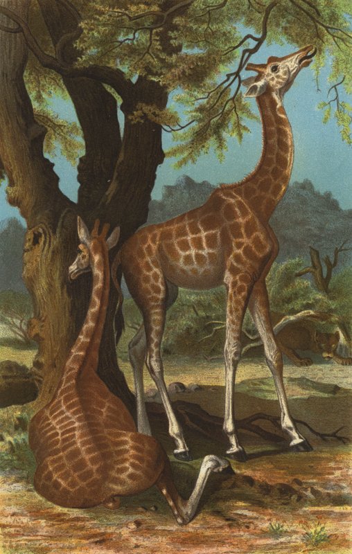 Girafe - European School