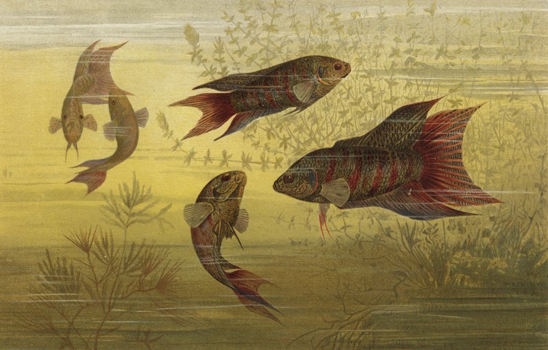 Poisson à grandes nageoires - European School