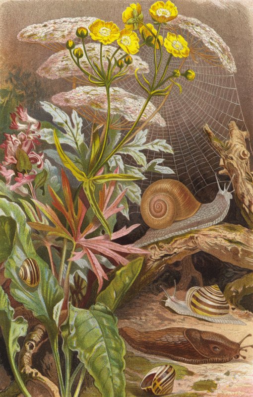 Escargots terrestres - European School