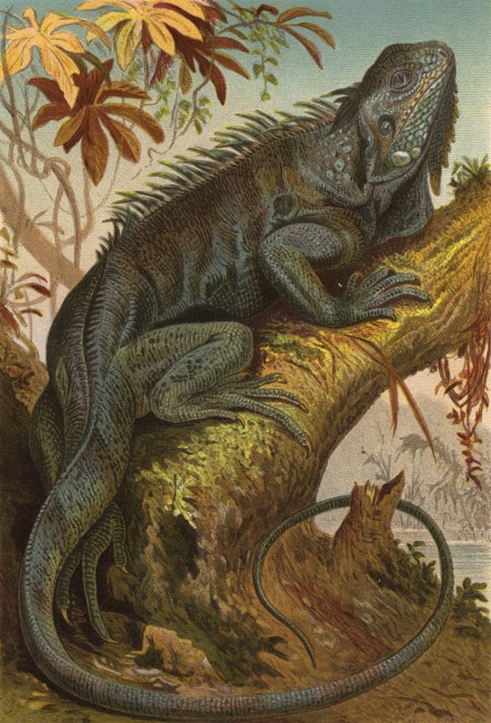 Iguane - European School