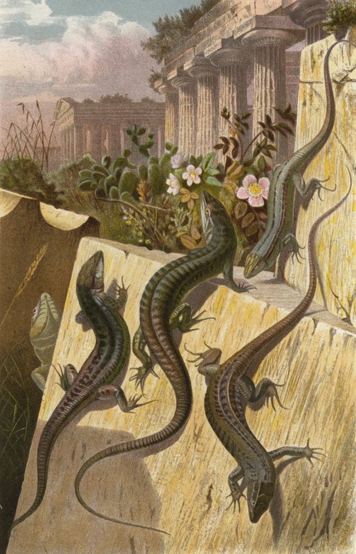 Lézard des murailles - European School