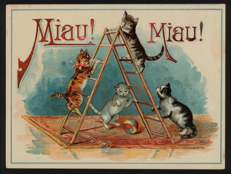 Miau! Miau! - European School