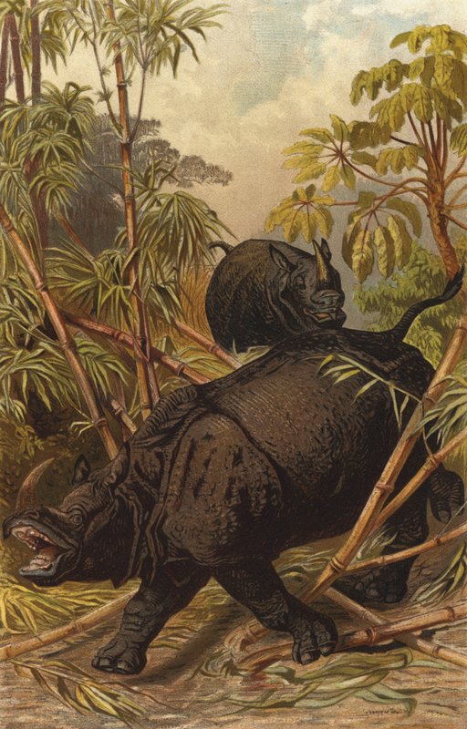 Rhinocéros - European School