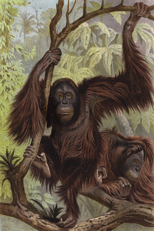 Orang-outan - European School