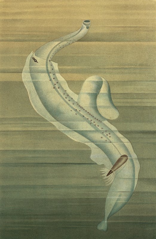 Pterotrachea - European School