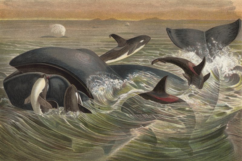 Espadon et baleine du Groenland - European School