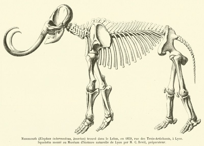 Mammouth (Elephas intermedius, Jourdan) trouvé dans le Lehm, en 1859, rue des Trois-Artichauts, à Lyon - French School
