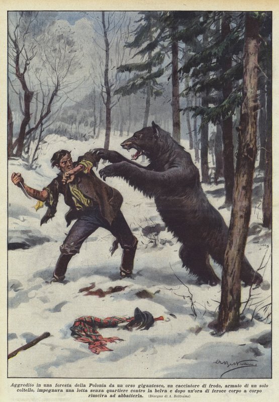 Attaqué dans une forêt de Pologne par un ours gigantesque, un braconnier - Achille Beltrame