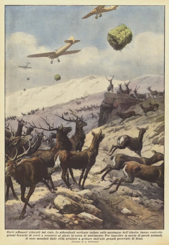 Des cerfs affamés ravitaillés par les airs - Achille Beltrame